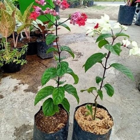 

Terlaris Paket 2 Bibit Bunga Nona Makan Sirih Merah Dan Ungu Termurah