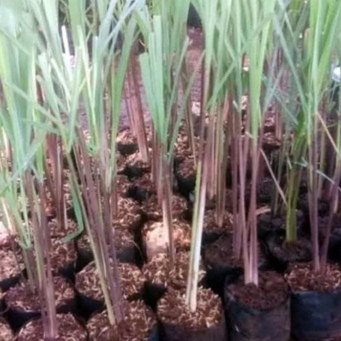 

Terlaris Bibit Sereh Merah Bibit Sereh Wangi Sereh Lanang 1 Kg