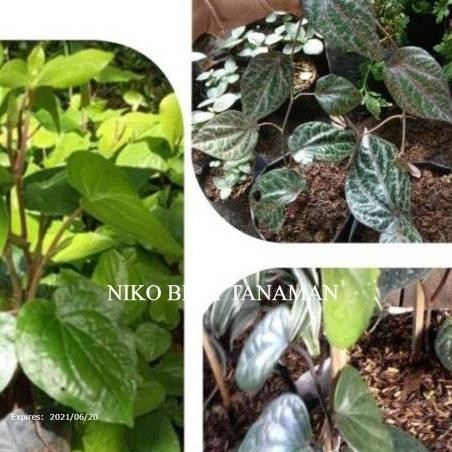 

Terlaris Paket 3 Bibit Sirih ( Merah Hitam Hijau ) Herbal Sqwzmn 1109Po