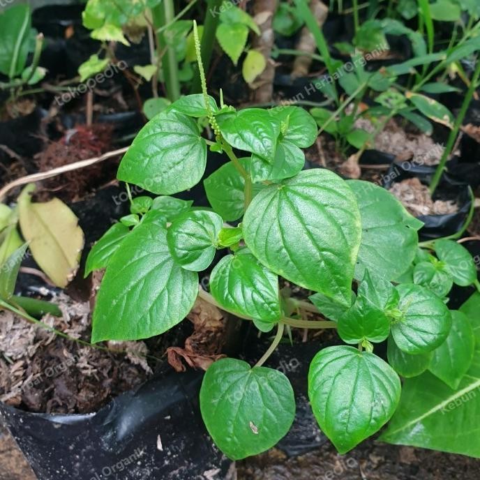 

Terlaris |Best| Bibit Tanaman Suruhan / Sirih Cina