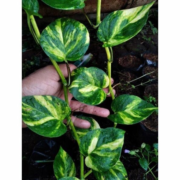 

Terlaris Bibit Sirih Gading Varigata (Stek Batang Berdaun)