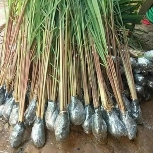 

Terlaris Bibit Tanaman Herbal Sereh Wangi 4 Sampai 5 Batang