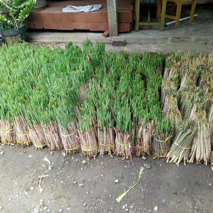 

Terlaris Bibit Sereh Merah Wangi Atau Sereh Lanang