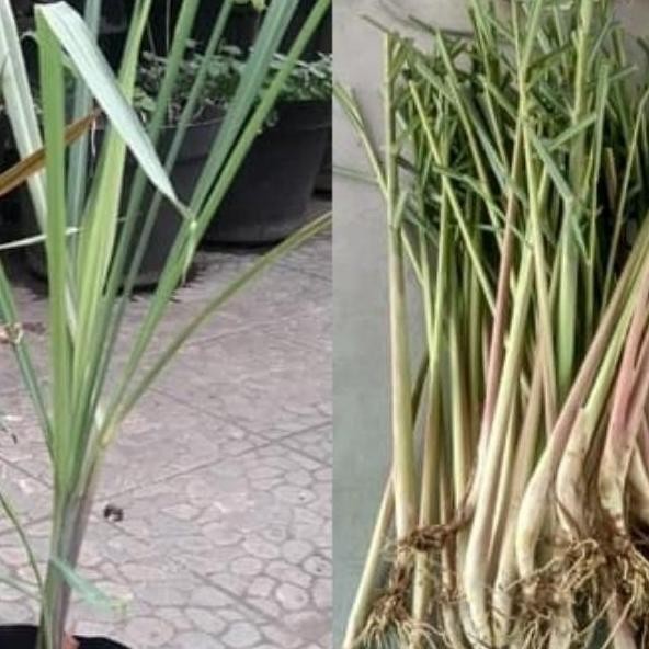 

Terlaris Bibit Tanaman Sereh Wangi Bumbu Dapur Tanaman Hidup