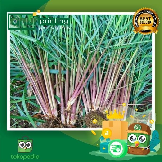 

Terlaris Bibit Sereh Merah