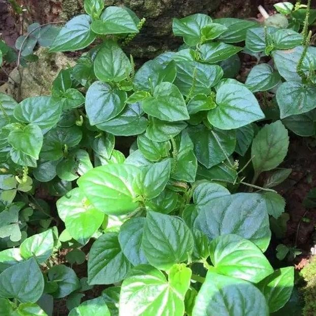 

Terlaris Bibit Tanaman Herbal Suruhan / Sirih Cina / Tumpangan Air Pohon Obat