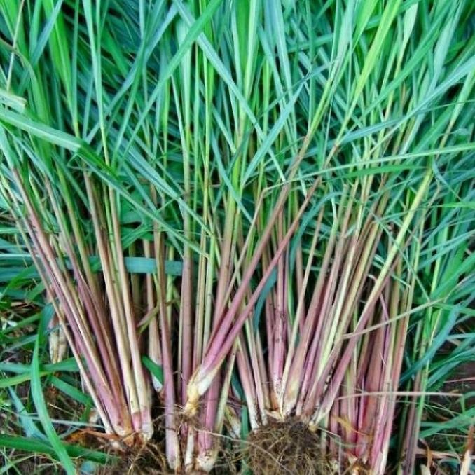 

Terlaris Bibit Sereh Wangi Tanaman Herbal Dan Bumbu Dapur