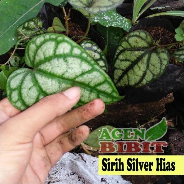 

Terlaris Tanaman Hias Sirih Silver - Daun Perak - Bibit Pohon Semi Indoor