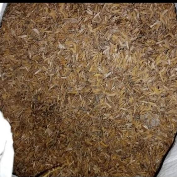 

Terlaris Pupuk Kandang Kohe Ayam