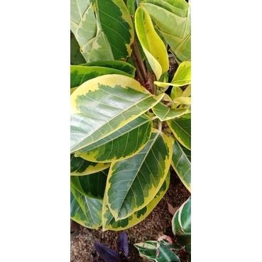 Tanaman Indoor Karet Kebo Kuning Pohon Karet Golden