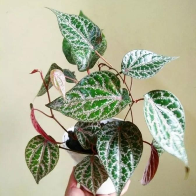 Terlaris Tanaman Herbal/Bibit Sirih Merah Eeee