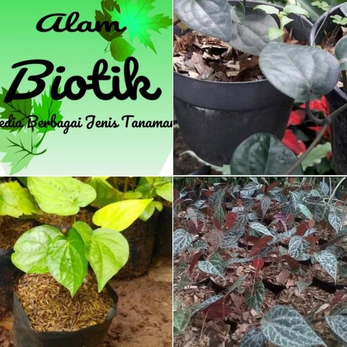 

Terlaris Paket 3 Bibit Pohon / Tanaman Daun Sirih Obat Herbal/Murah Berkualitas