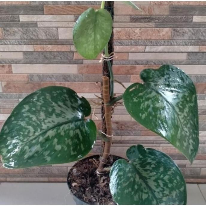 

Terlaris Promo Bibit Sirih Gading Scindapsus Silver Jumbo (Bonggol/Batang)