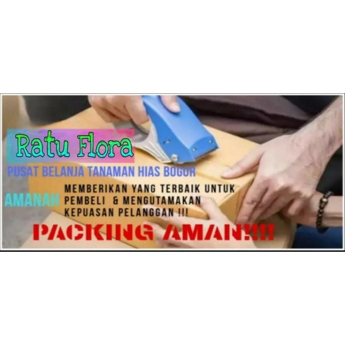 

Terlaris Promo 1 Karung Media Tanam Organik Rajawali / Campuran Sekam Bakar Dan Pupuk Kandang [Produk Terbaik] [Terpercaya]