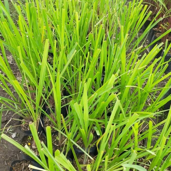 

Terlaris Bibit Tanaman Sereh Wangi Bumbu Eeee