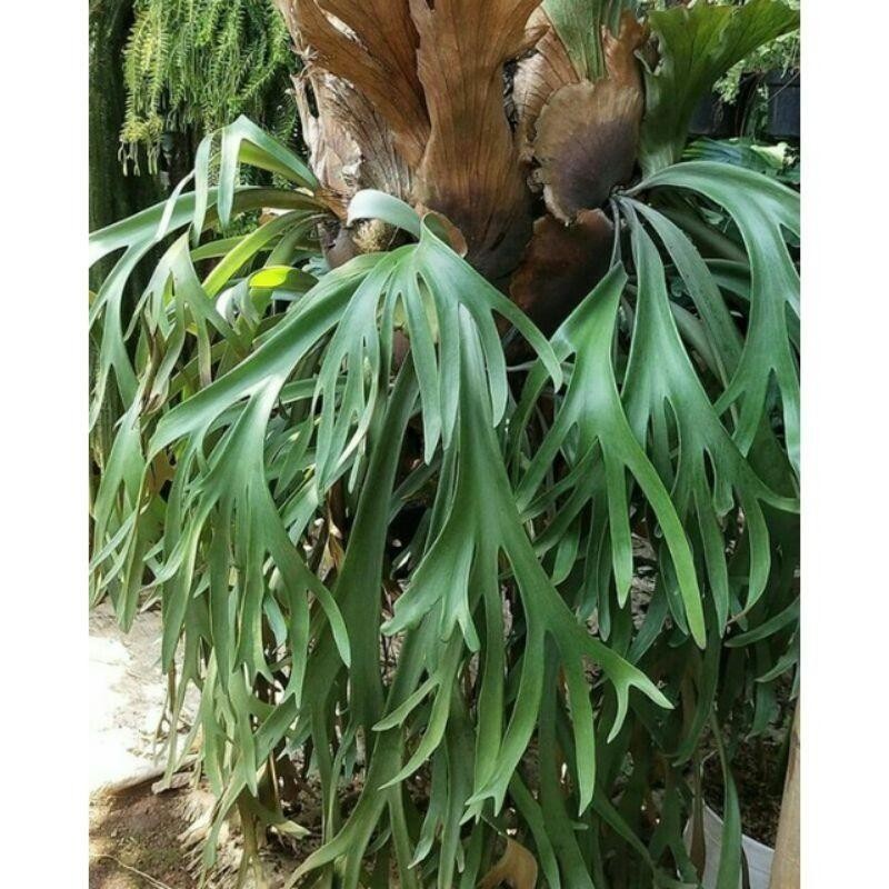 Tanaman Hias Tanduk Rusa, Tanduk Rusa