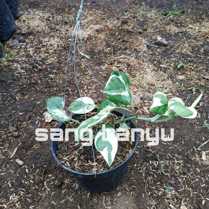 

Terlaris Bibit Tanaman Hias Rambat Sirih Belanda Varigata Putih
