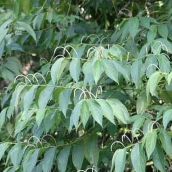 

Terlaris Bibit Sirih Hutan,Bibit Tanaman Herbal Sirih Hutan Sudah Lebat,Perpot