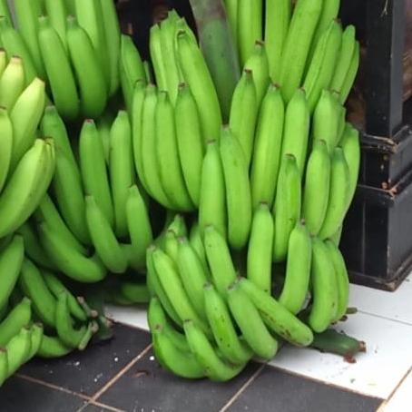 BARANG SUPER POHON Bibit pohon pisang sanpride,pohon buah pisang sunrise