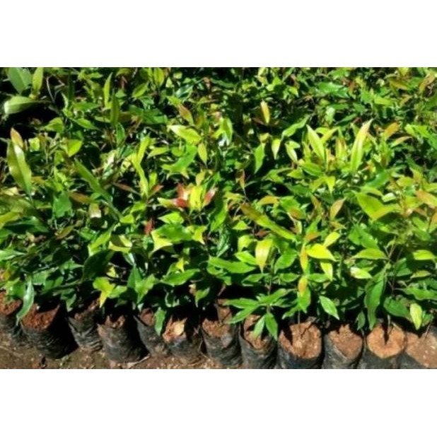 BARANG SUPER Bibit Tanaman Buah Cengkeh Zanzibar/Pohon Cengkeh Zanzibar EE20