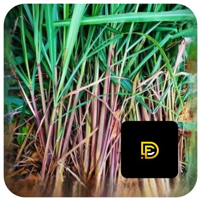 

Terlaris Terlaris Bibit Sereh Merah Bibit Sereh Wangi Sereh Lanang 1 Kg Ready Stock