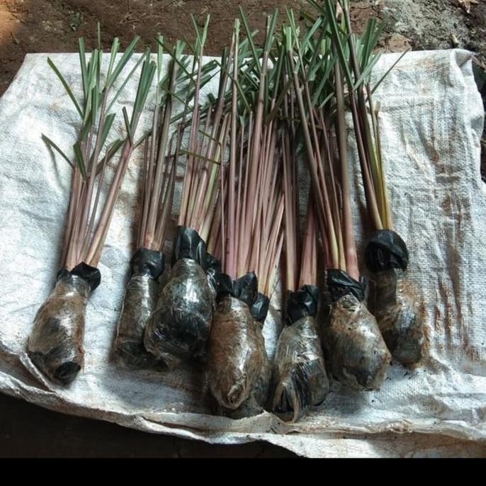 

Terlaris Bibit Sereh Wangi