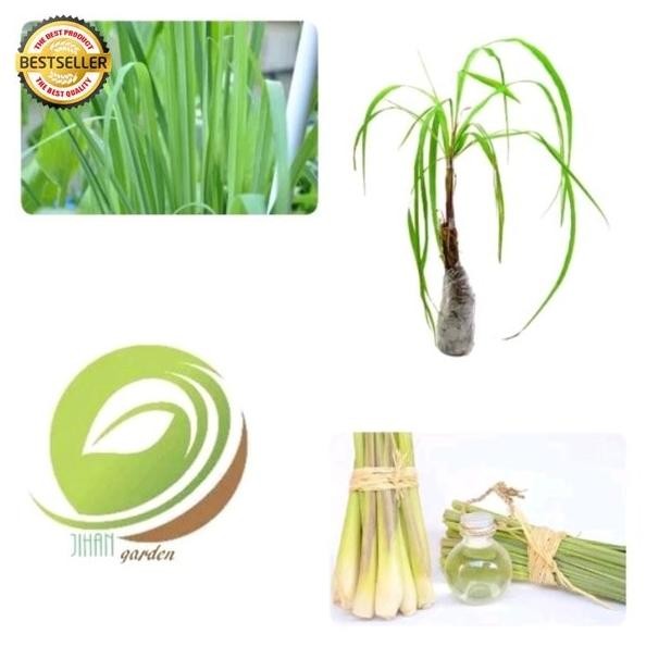 

Terlaris Bibit Pohon Sereh Sayur-Tanaman Serai Sayur