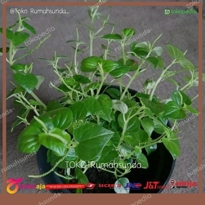 

Terlaris Bibit Sirih Cina / Daun Ketumpang Air