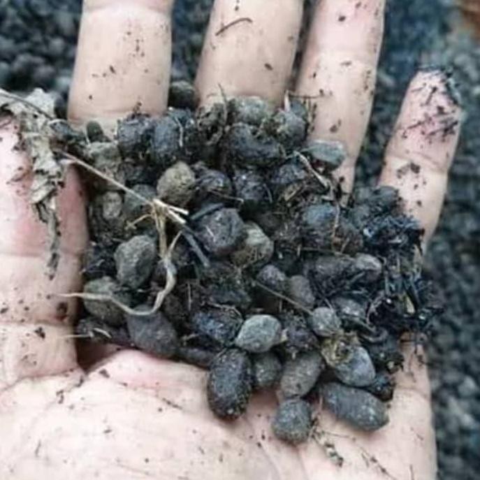 

Terlaris 1Kg Pupuk Kandang Murni Tanpa Campuran Media Tanam