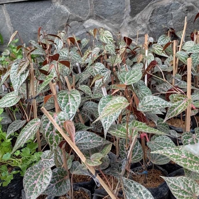 Terlaris Bibit Tanaman Daun Sirih Merah | Daun Sirih Merah