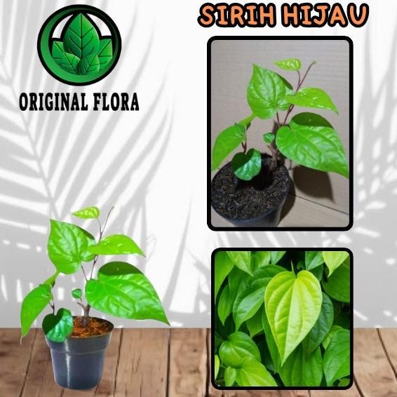 

Terlaris Obral Bibit Daun Sirih Hijau Pohon Sirih Ijo