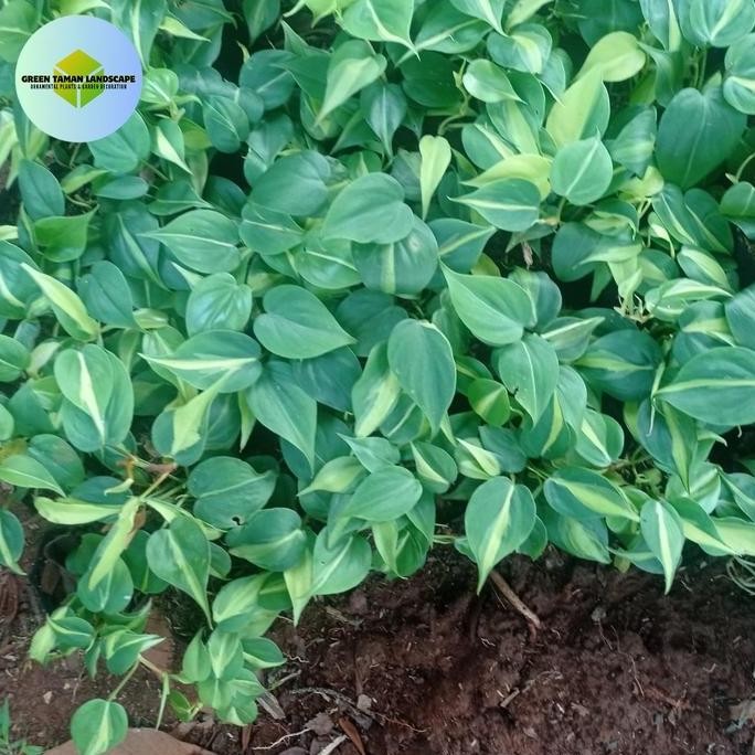 

Terlaris Bibit Tanaman Gantung Sirih Gading Brazil