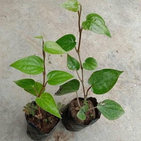 

Terlaris Bibit Sirih Hijau Asli | Bibit Daun Sirih Hijau | Bibit Tanaman Sirih Hijau| Suruh Hijau