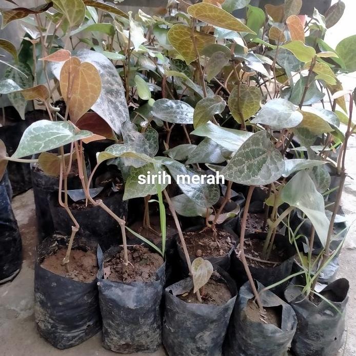 

Terlaris Menyediakan Bibit Sirih Merah