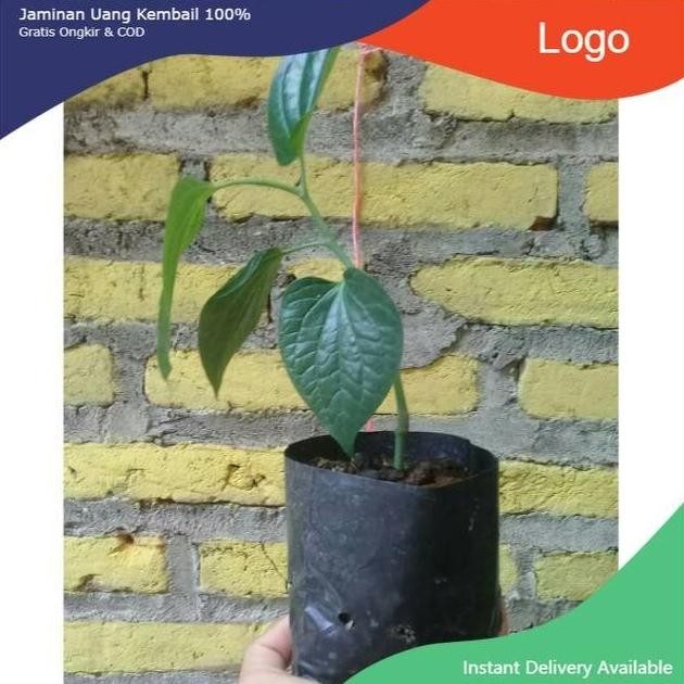 

Terlaris Tanaman Herbal Bibit Pohon Sirih Hijau Perdu