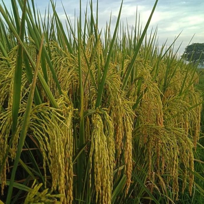 

Terlaris Benih Padi Bawon 01