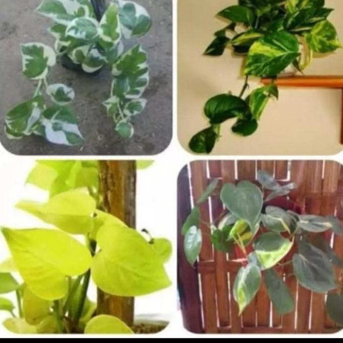 

Terlaris Bibit Tanaman Hias Gantung-Tanaman Hias Sirih Gading