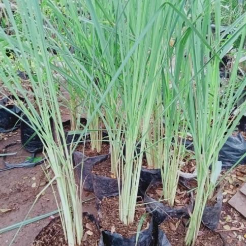 

Terlaris Bibit Sere Hijau | Bibit Sereh Bumbu Dapur | Bibit Sere Wangi Asli Bibit Tanaman Super Unggul Asli Original