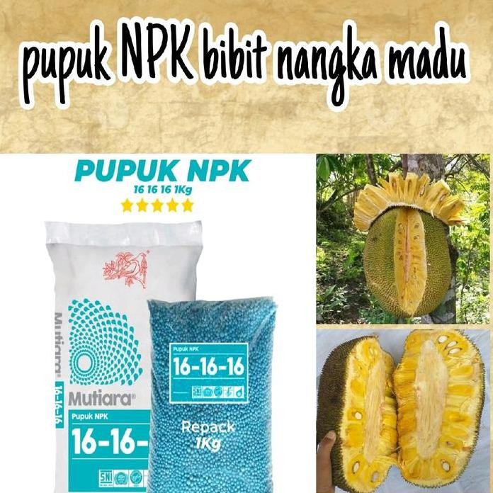 

Terlaris Pupuk Npk Bibit Nangka Madu