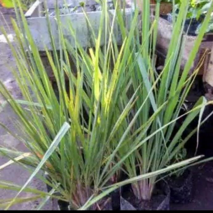 

Terlaris Bibit Sereh Wangi/Serai Wangi Bonus Bibit Bidara 1 Kbhb12