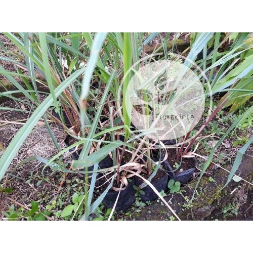 

Terlaris Bibit Pohon Sereh Wangi / Tanaman Serai Merah / Minyak Herbal Eeee