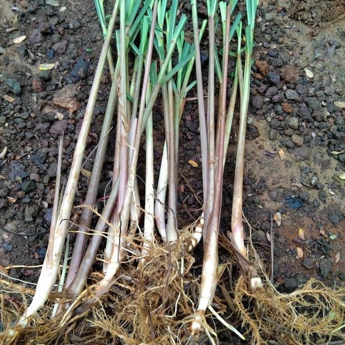 

Terlaris Bibit Sereh Merah Sereh Wangi Bibit Tanaman Sereh Wangi Siap Tanam