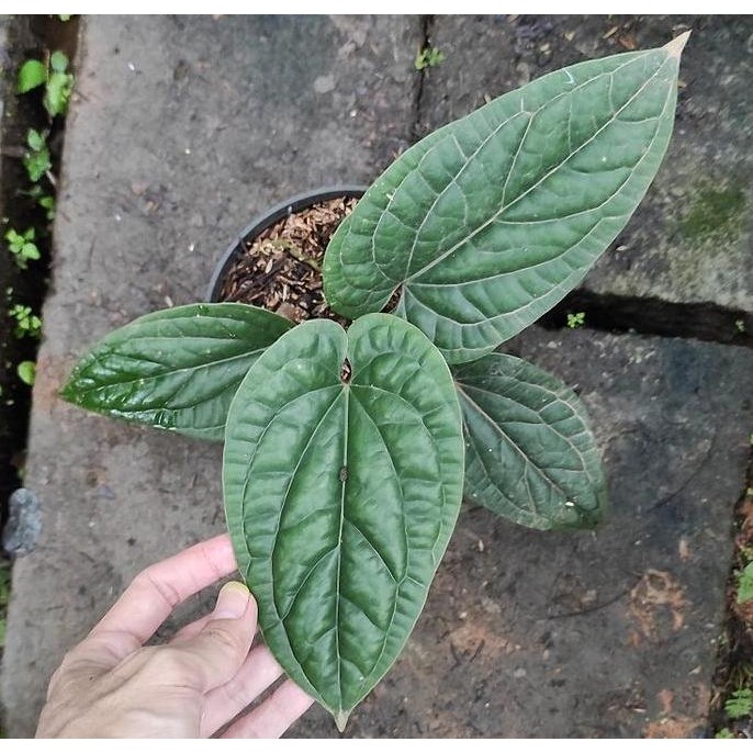 

Terlaris Anthurium Sirih / Anturium Radicans X - Bibit Tanaman Anthurium Sirih