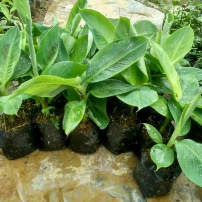 

Terlaris Orinl Bibit Pisang Raja Sereh 10 Unggul Azz
