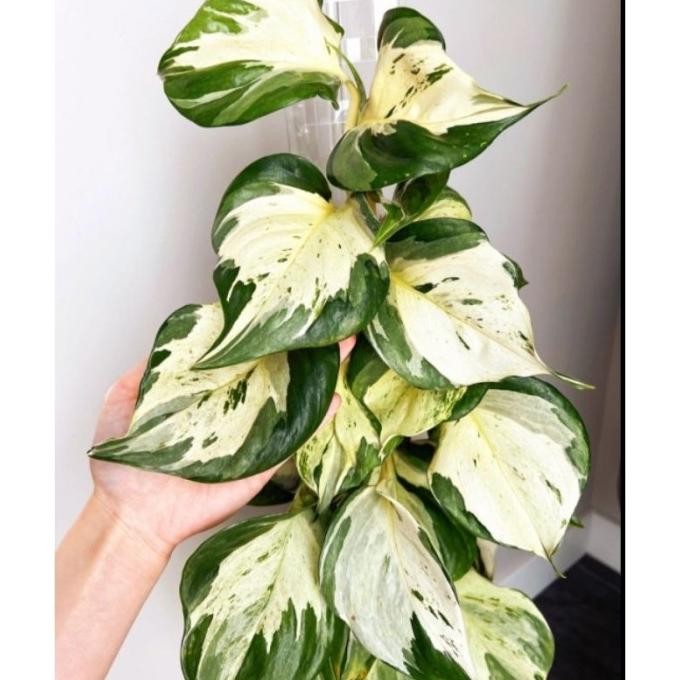 

Terlaris Tanaman Hias Bunga Sirih Gading Manjula Varigata - Murah Merah Bukan Bonggol Bibit - Tanaman Hias Hidup - Bunga Hidup - Bunga Aglonema - Aglaonema Merah - Aglonema Merah - Aglonema Murah - Aglaonema Murah