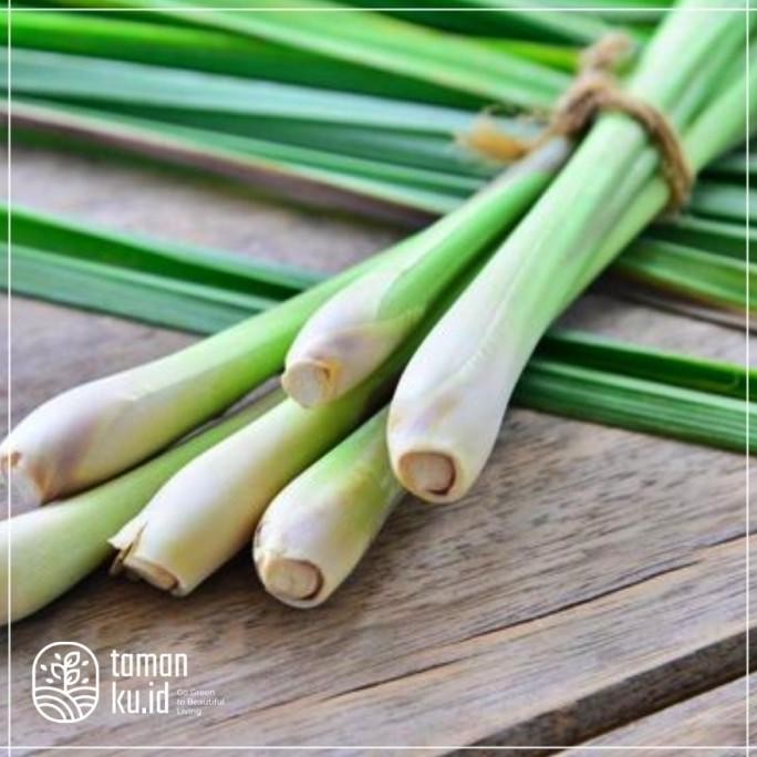 

Terlaris Rediy Bibit Tanaman Serai Wangi / Sereh Merah / Tanaman Obat Serai Herbal