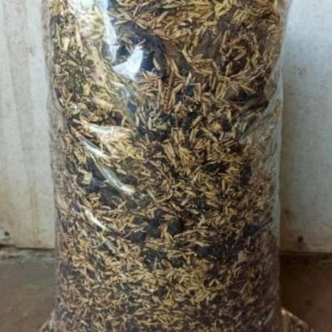 

Terlaris Media Tanam Campur, Sekam, Tanah Dan Pupuk Kandang Per 1,5Kg