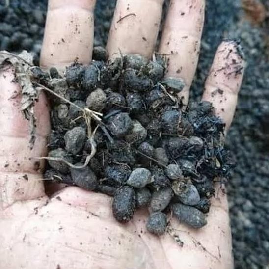 

Terlaris Pupuk Kandang Tai Kambing Murni 500Gr- Pupuk Kandang - Pupuk Tanaman