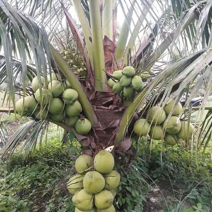 Bibit kelapa wulung ijo serat merah super PREMIUM