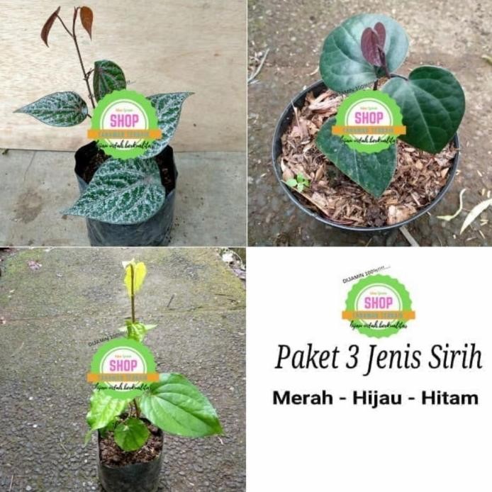 Terlaris Paket 3 Bibit Daun Sirih - Sirih Merah - Sirih Hijau - Sirih Hita